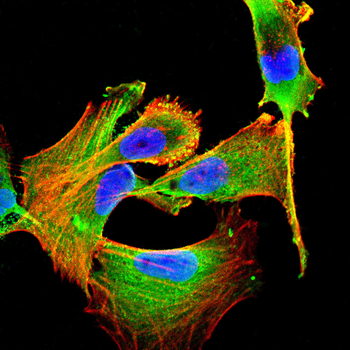 SYNE1 Antibody