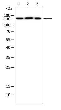 SYNE1 Antibody