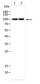 SYNE1 Antibody