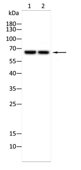 LMNB2 Antibody