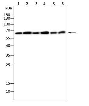 LMNB2 Antibody