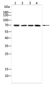LMNB2 Antibody