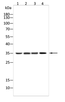 FDX1 Antibody