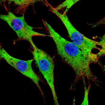 IQGAP1 Antibody