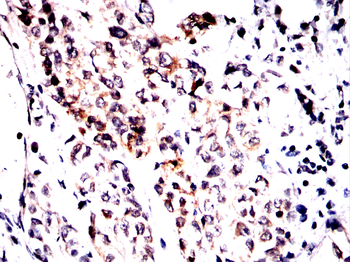 IQGAP1 Antibody