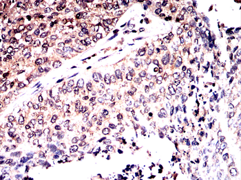 IQGAP1 Antibody