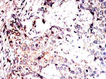 IQGAP1 Antibody
