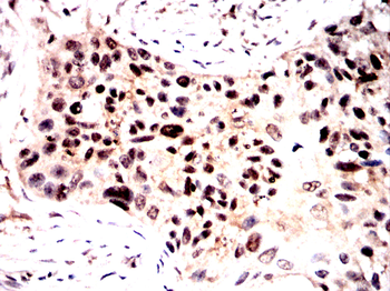 IQGAP1 Antibody