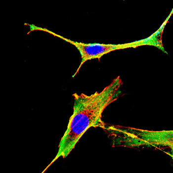 COMP Antibody