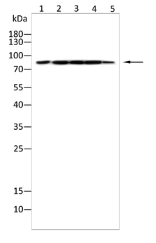 COMP Antibody