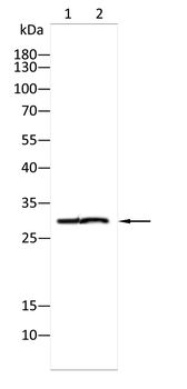 NOG Antibody