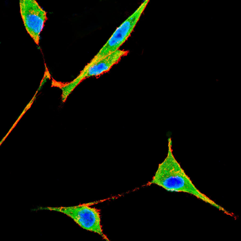 NOG Antibody
