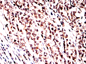 NOG Antibody
