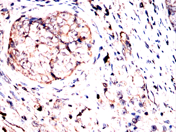 NOG Antibody