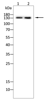CR2 Antibody