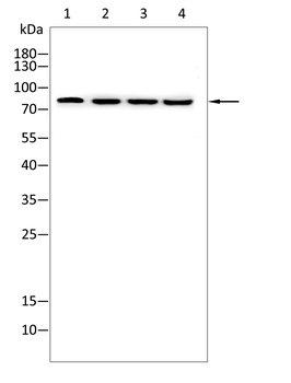 TP63 Antibody