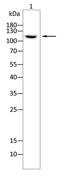 RNF20 Antibody