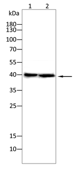 BID Antibody