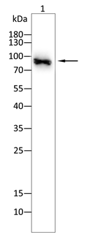 HMGCR Antibody