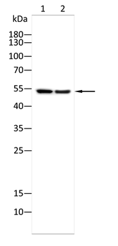 SLC17A7 Antibody