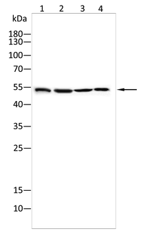 SLC17A7 Antibody