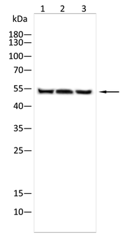 SLC17A7 Antibody