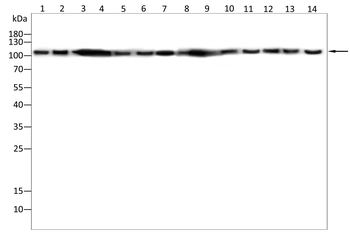 ACTN2 Antibody
