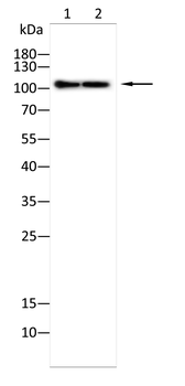 ACTN2 Antibody