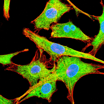 ACTN2 Antibody