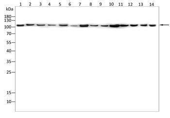 ACTN2 Antibody