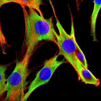 NRAS Antibody