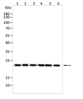 NRAS Antibody