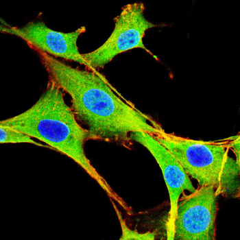 NRAS Antibody
