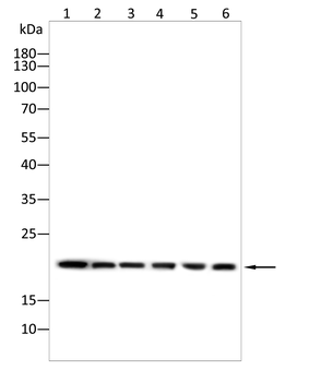 NRAS Antibody