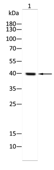 ELK1 Antibody
