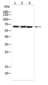 ELK1 Antibody