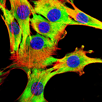 PEX19 Antibody