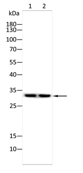 PEX19 Antibody