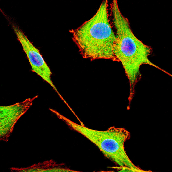 PEX19 Antibody