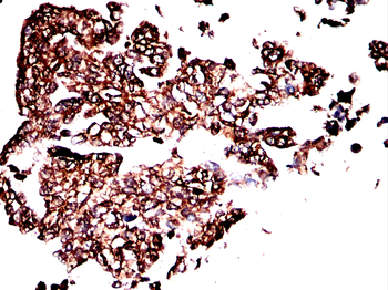 PEX19 Antibody