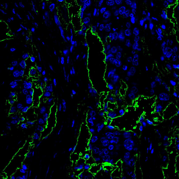 PEX19 Antibody