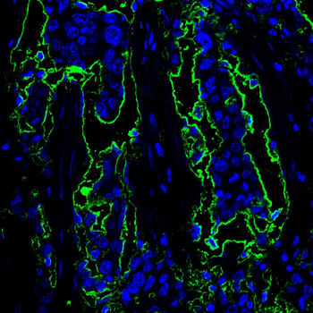 PEX19 Antibody