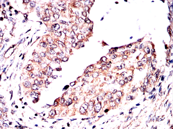 PEX19 Antibody