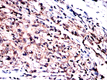PEX19 Antibody