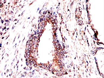 PEX19 Antibody