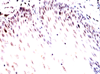 RPSA Antibody