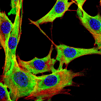 LAG3 Antibody
