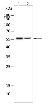 LAG3 Antibody
