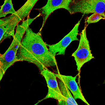 LAG3 Antibody
