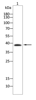 LAG3 Antibody